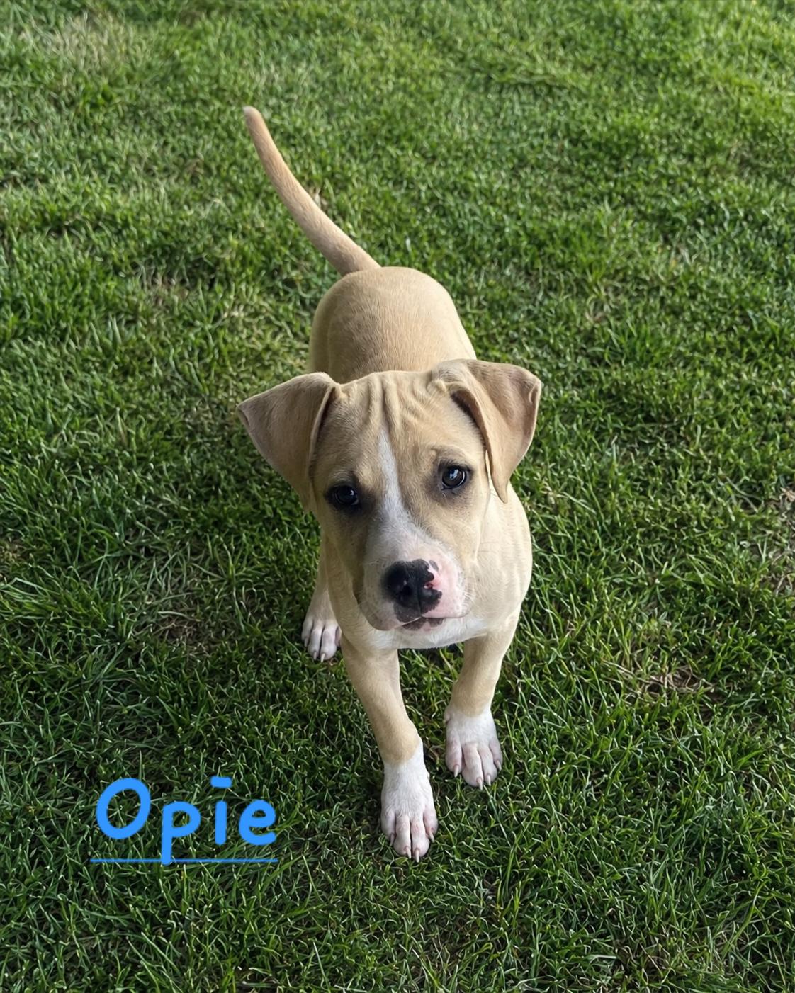 Opie Mayberry, Adoptable, Puppy Male Pit Bull Terrier.