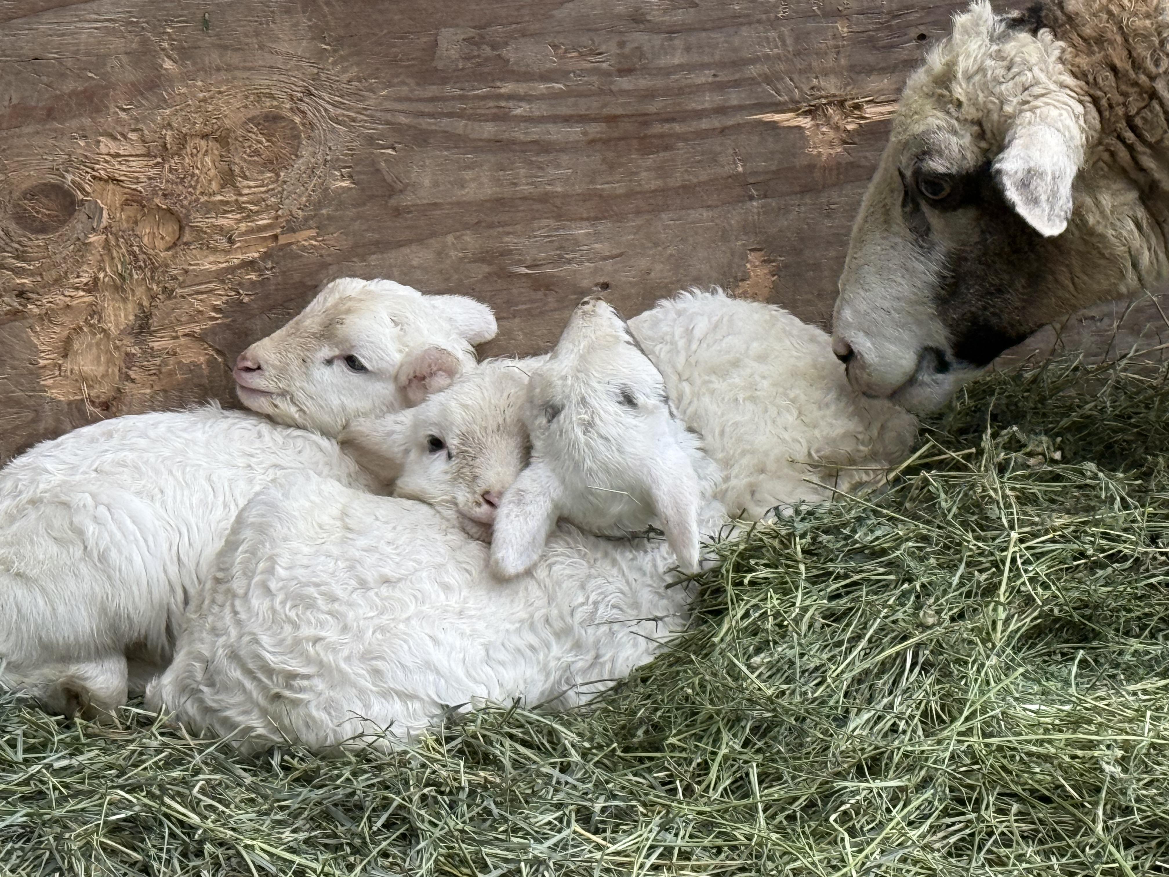 Mimi, Merri, Fluff and Puff, Baby Female unknown