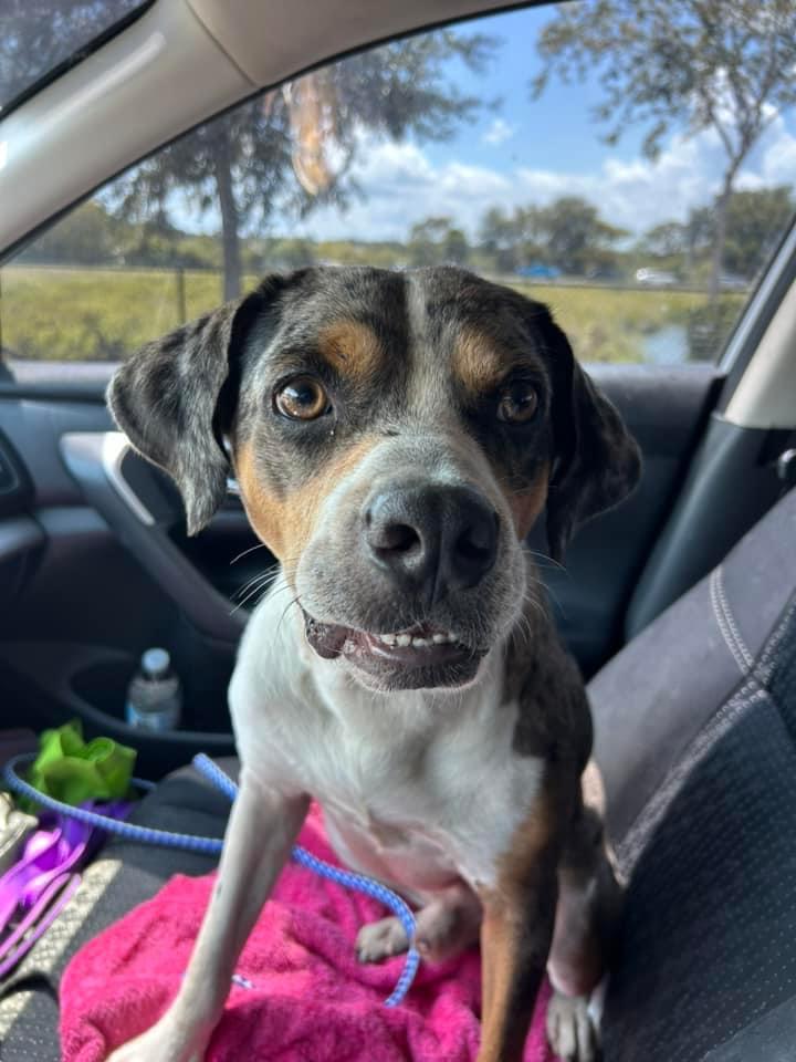 Enlarge Percy, a Adoptable mixed breed in Haines city, FL image 1/5