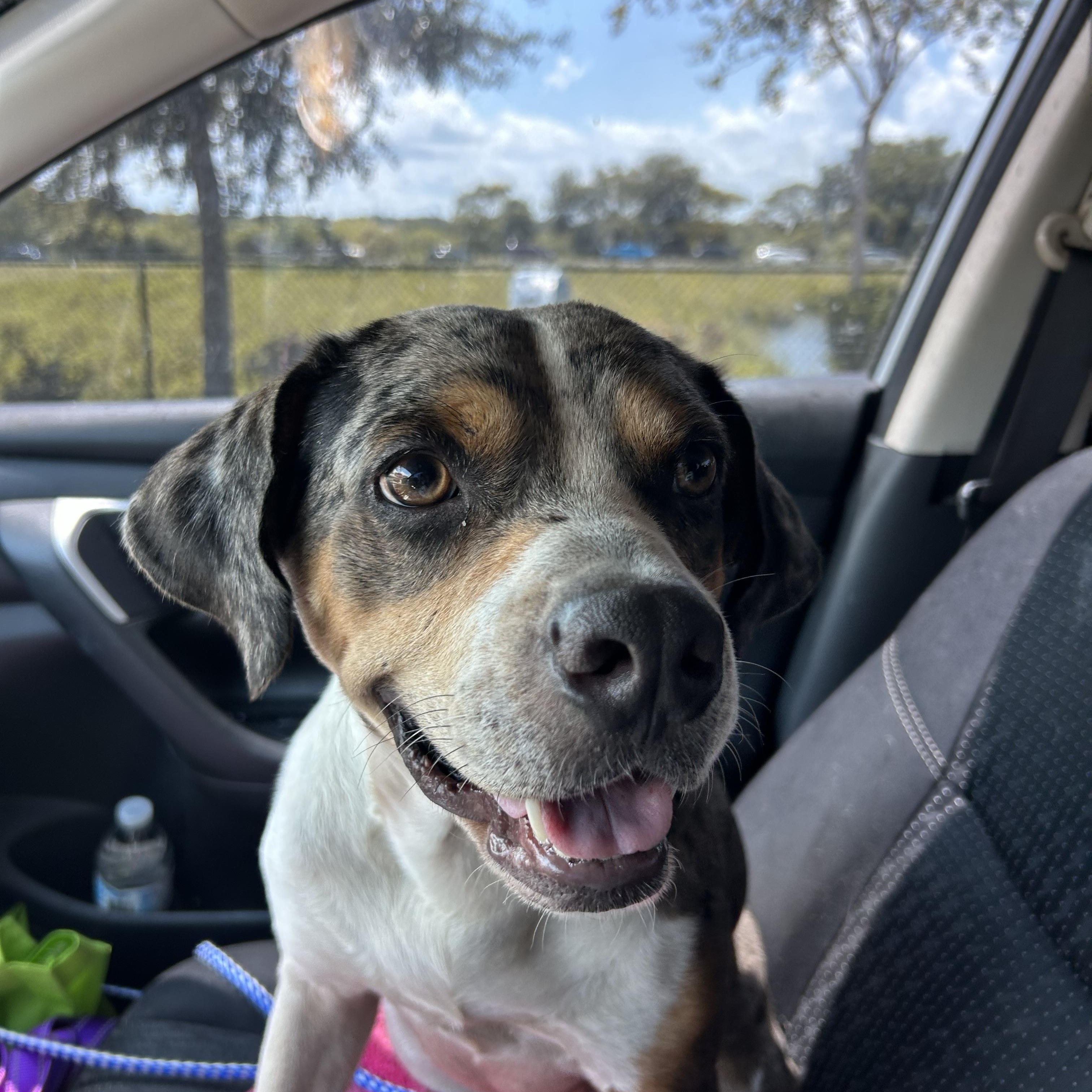 Enlarge Percy, a Adoptable mixed breed in Haines city, FL image 2/5