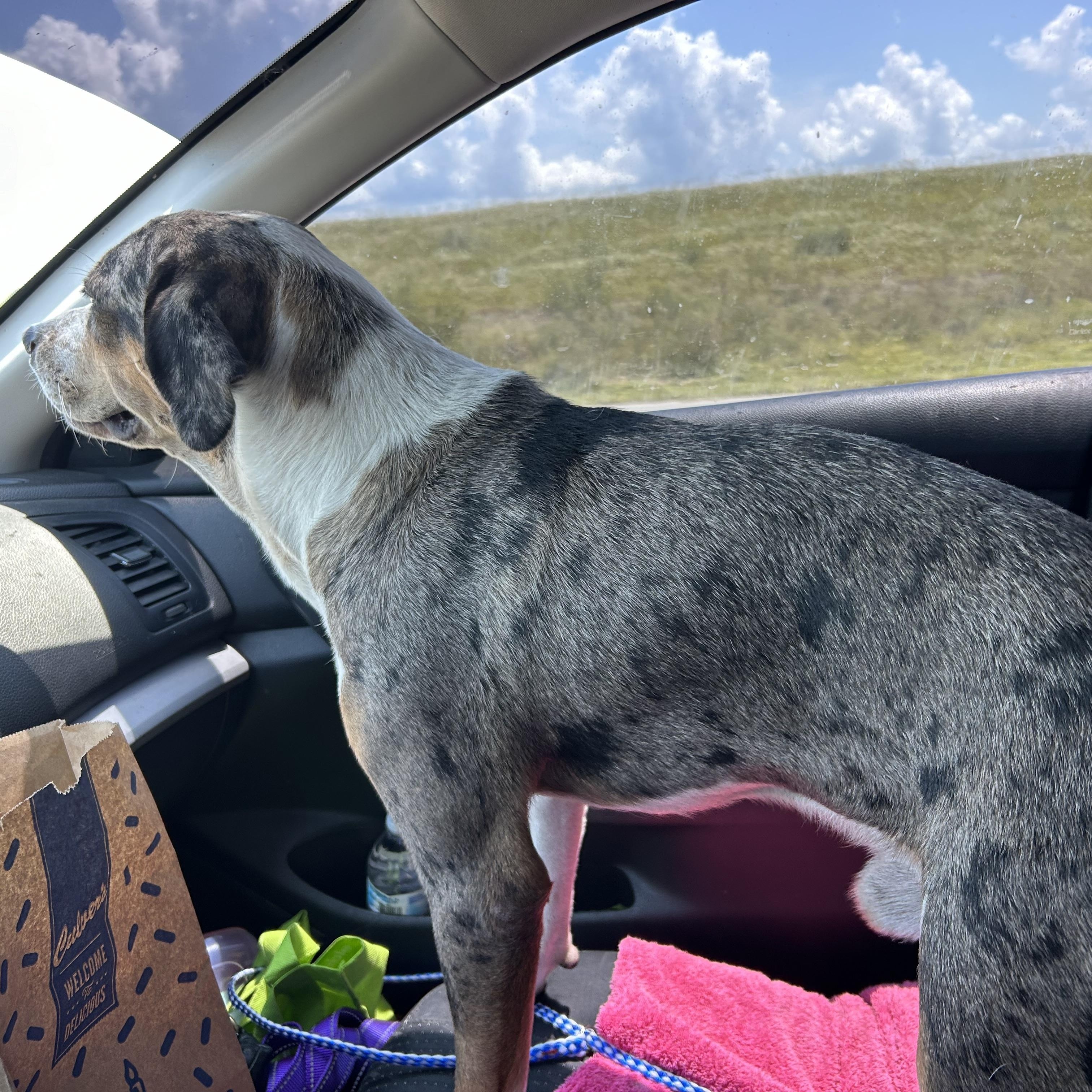 Enlarge Percy, a Adoptable mixed breed in Haines city, FL image 3/5