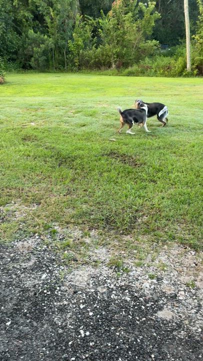 Enlarge Percy, a Adoptable mixed breed in Haines city, FL video 5/5