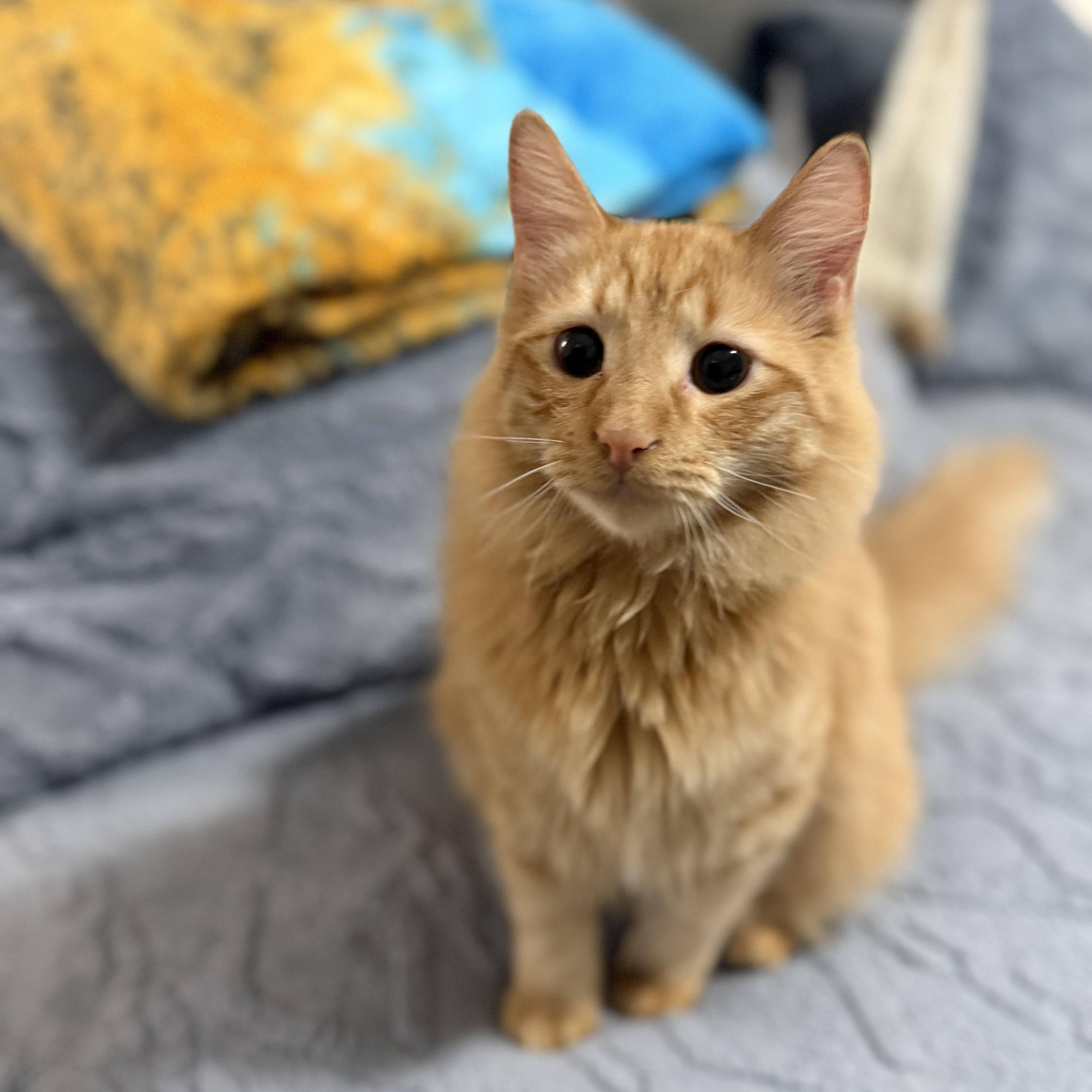 Spike, adopted, Young Male Domestic Long Hair.