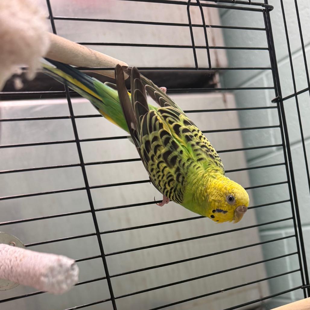 Enlarge lucy, a Adoptable Parakeet (Other) in Waukesha, WI image 1/1