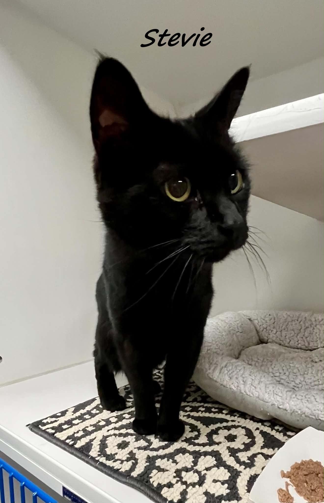 Stevie, ADOPTABLE, Adult Male Domestic Medium Hair.