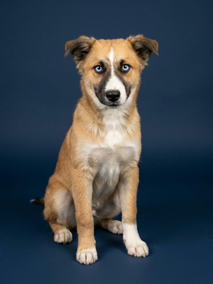 Enlarge Jesse the Aussie mix, a Adopted mixed breed in Muskego, WI image 1/2