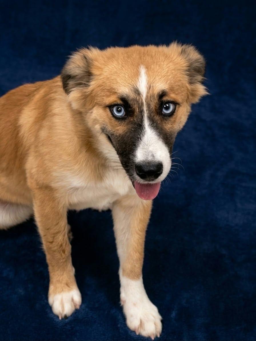 Enlarge Jesse the Aussie mix, a Adopted mixed breed in Muskego, WI image 2/2