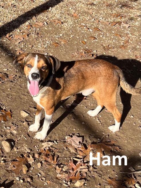 Ham, a Adoptable mixed breed in Mountain View, AR image 1/3