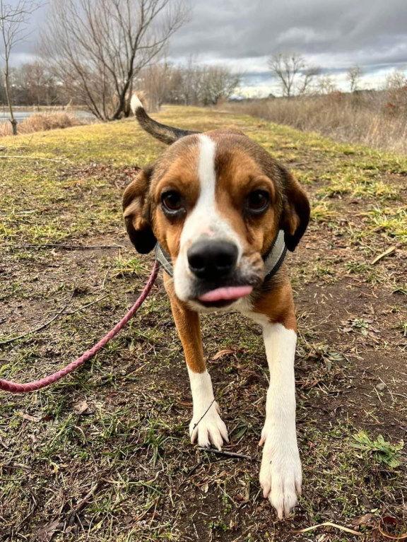 Ham, a Adoptable mixed breed in Mountain View, AR image 2/3