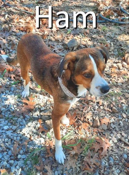 Ham, a Adoptable mixed breed in Mountain View, AR image 3/3