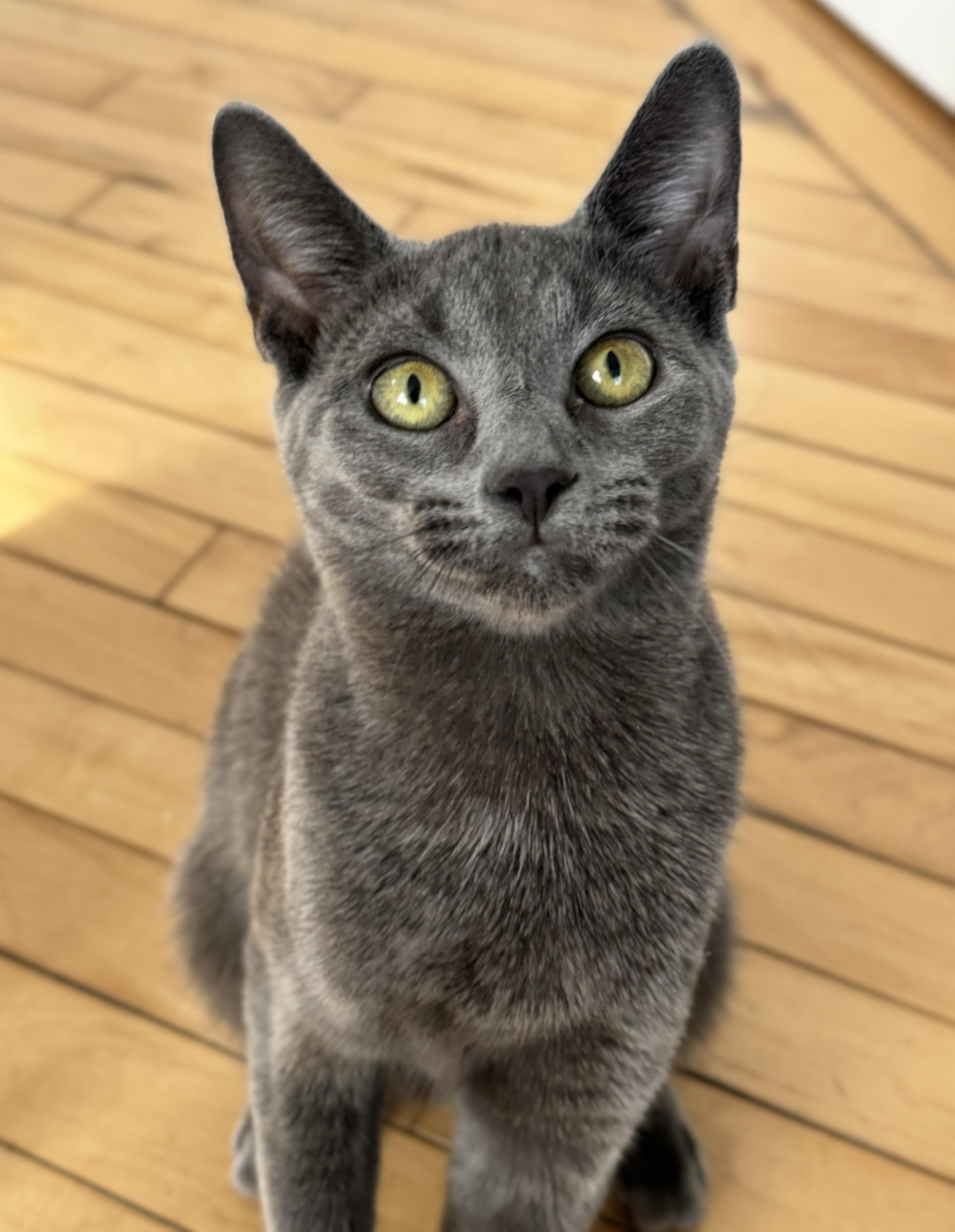 Enlarge Liora, a Adoptable Domestic Short Hair in North Haven, CT image 1/1