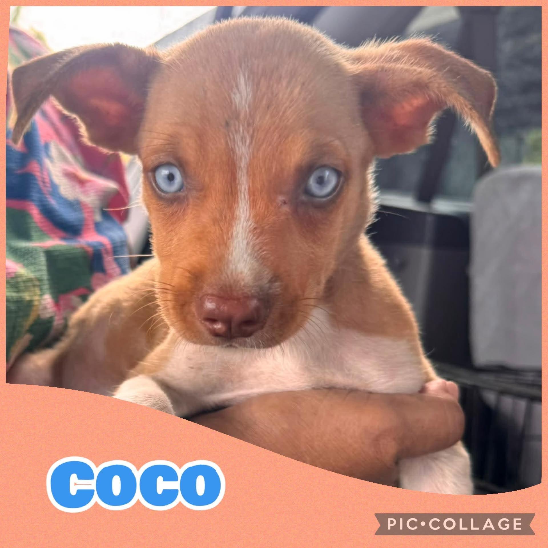 Coco, Adoptable, Puppy Male Australian Shepherd & Rat Terrier.