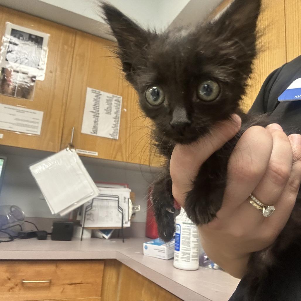 Finch, Adoptable, Kitten Female Domestic Short Hair.