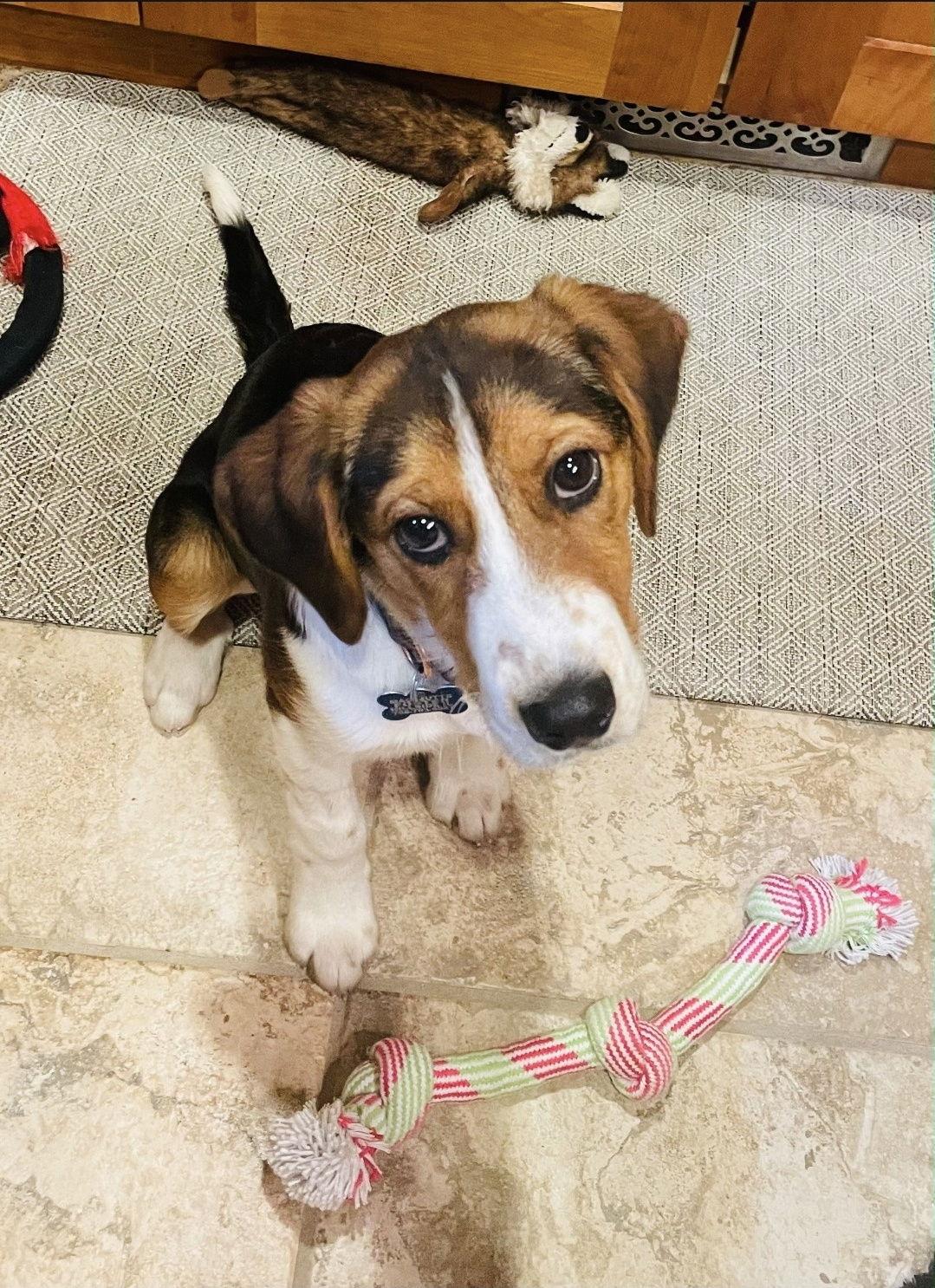 Paddy, Adoptable, Puppy Male Hound & Rottweiler.