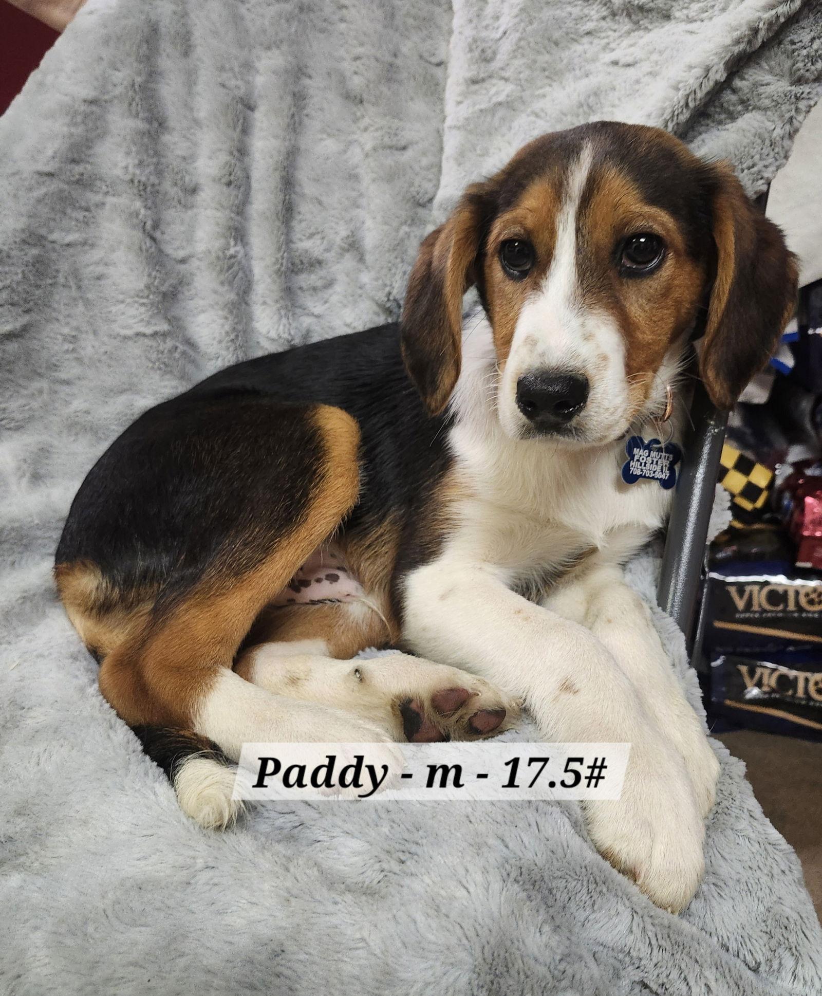 Enlarge Paddy, a Adoptable mixed breed in Hillside, IL image 1/1