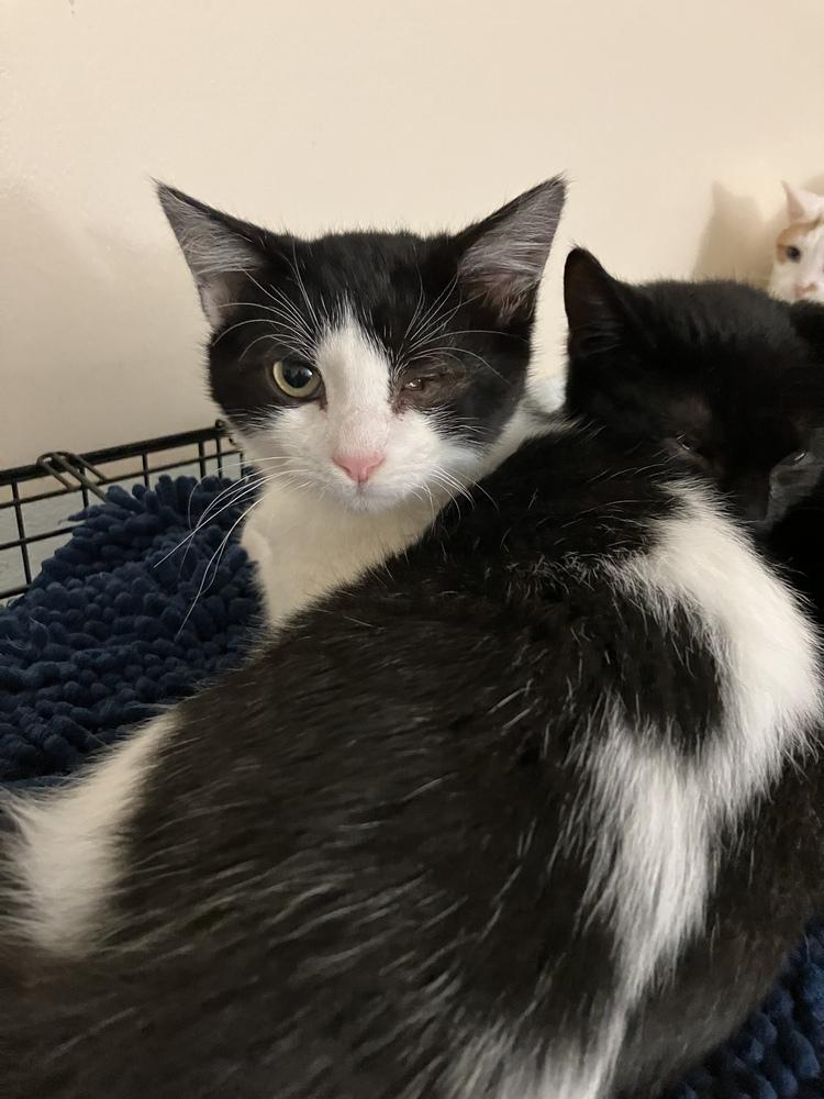 Penne, Adoptable, Kitten Male Domestic Short Hair.