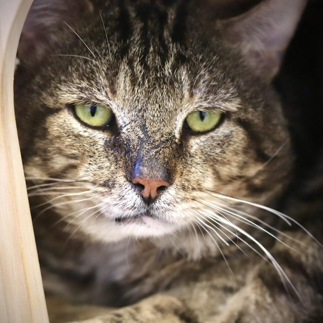 Koi, Adoptable, Senior Male Domestic Short Hair.