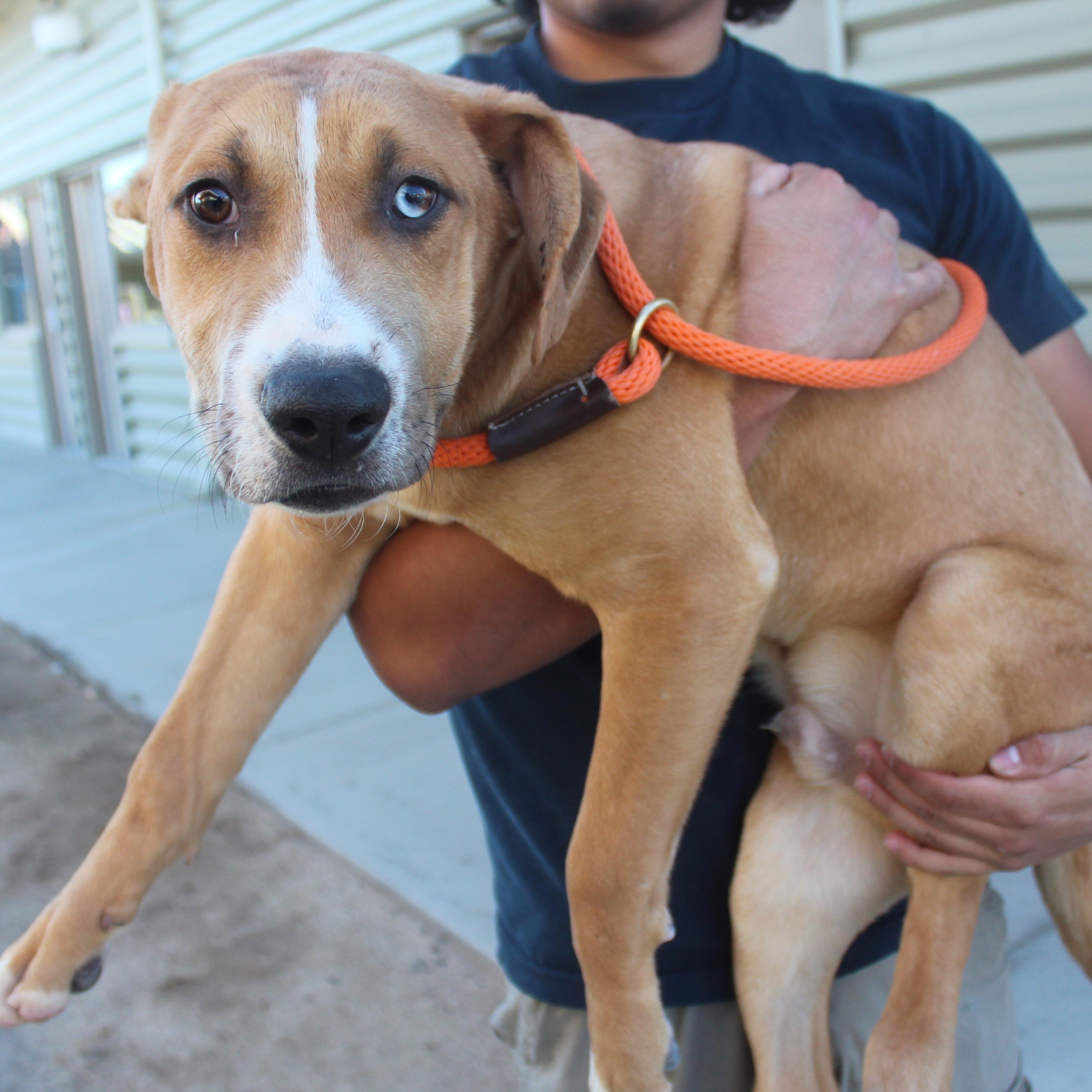 Screech, a Adoptable mixed breed in Yucca Valley, CA image 1/2