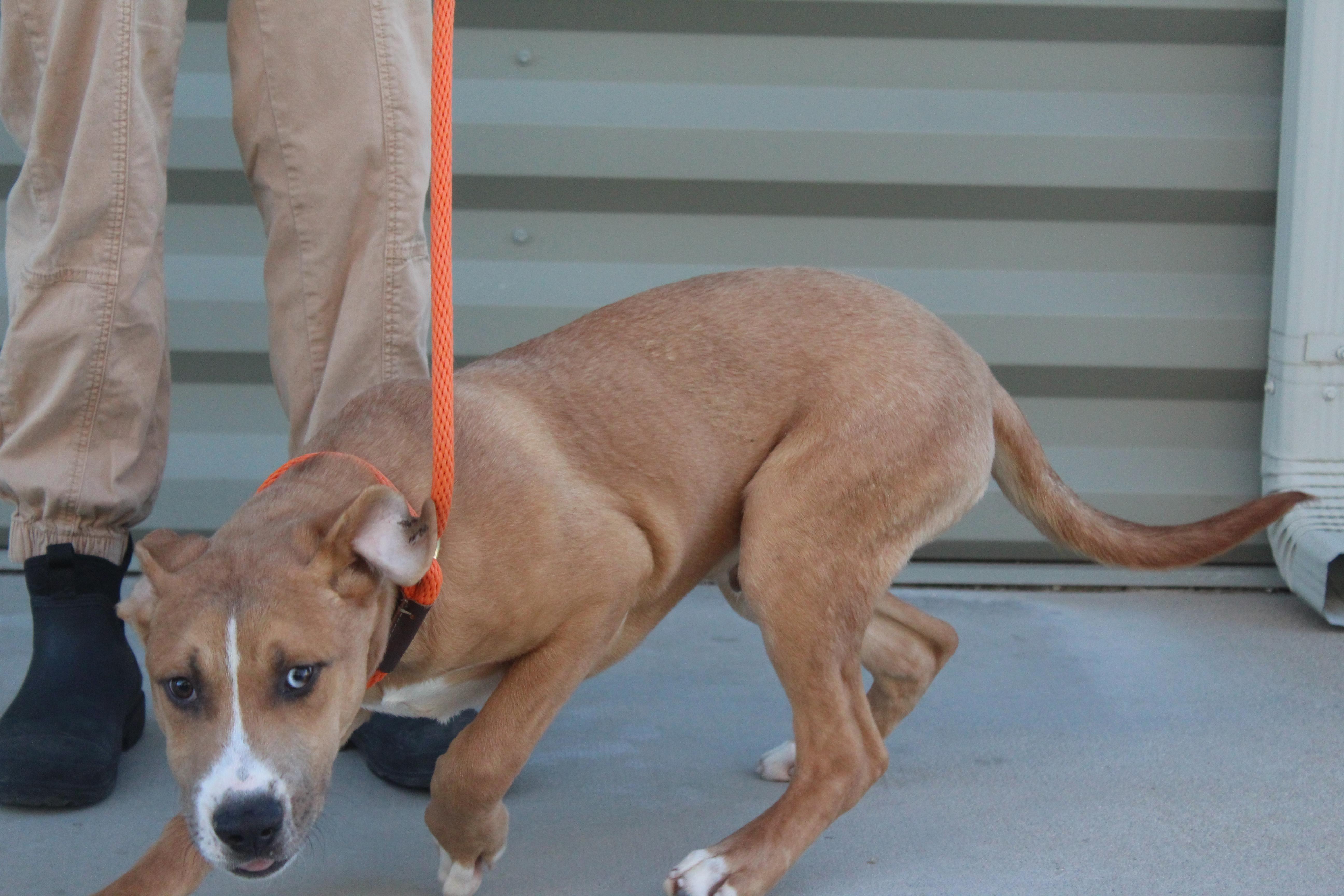 Screech, a Adoptable mixed breed in Yucca Valley, CA image 2/2