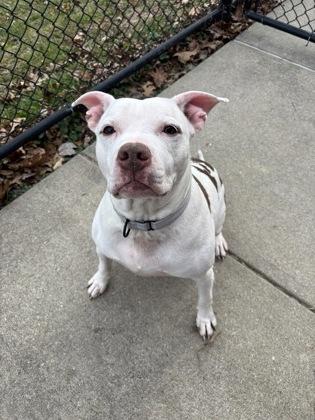 Enlarge Stefen, a Adoptable mixed breed in Cincinnati, OH image 1/3