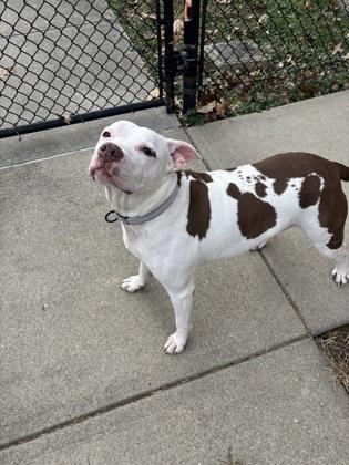 Enlarge Stefen, a Adoptable mixed breed in Cincinnati, OH image 2/3