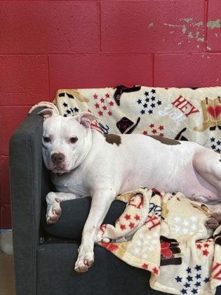 Enlarge Stefen, a Adoptable mixed breed in Cincinnati, OH image 3/3