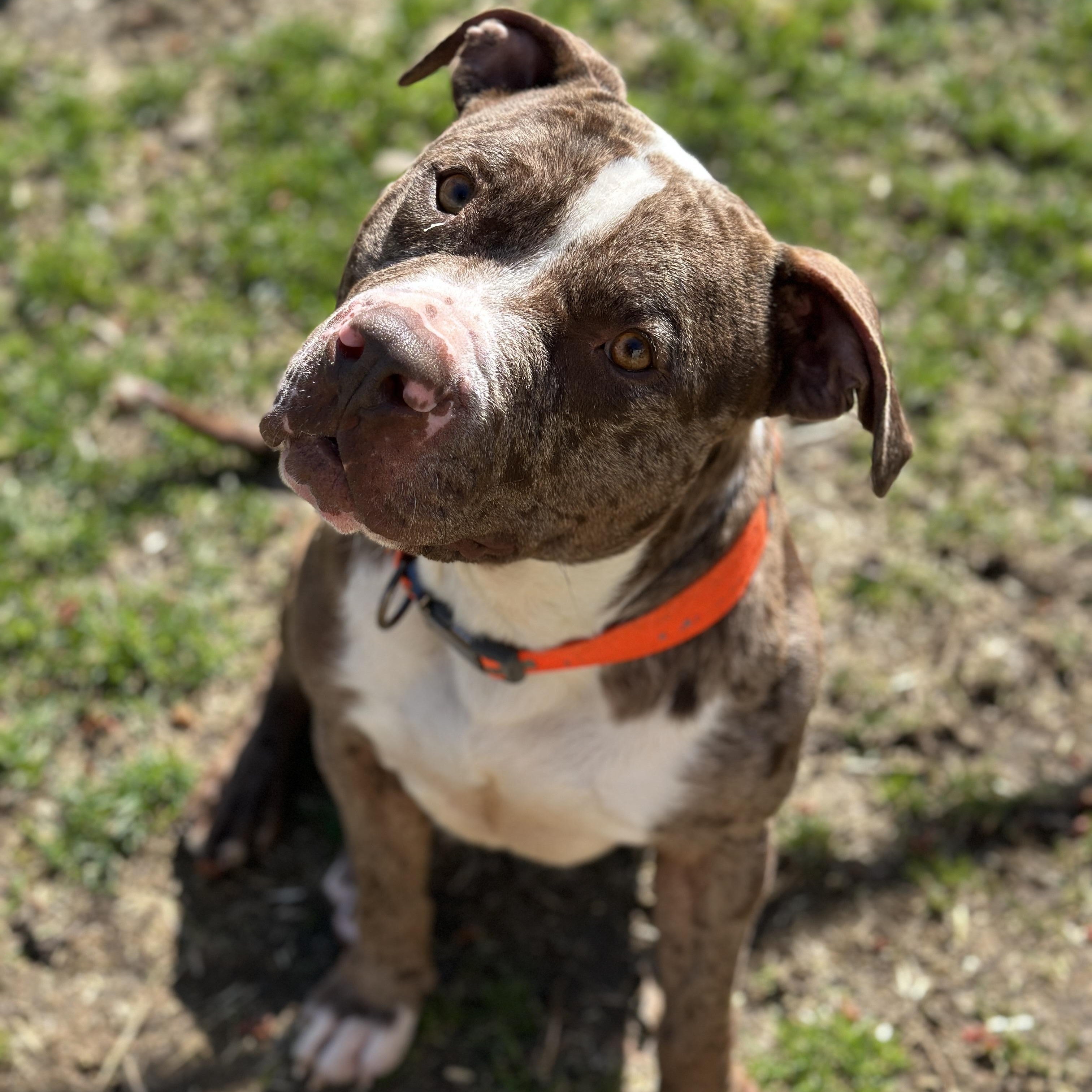 Enlarge Philly , a ADOPTABLE American Staffordshire Terrier in Youngstown, OH image 2/6