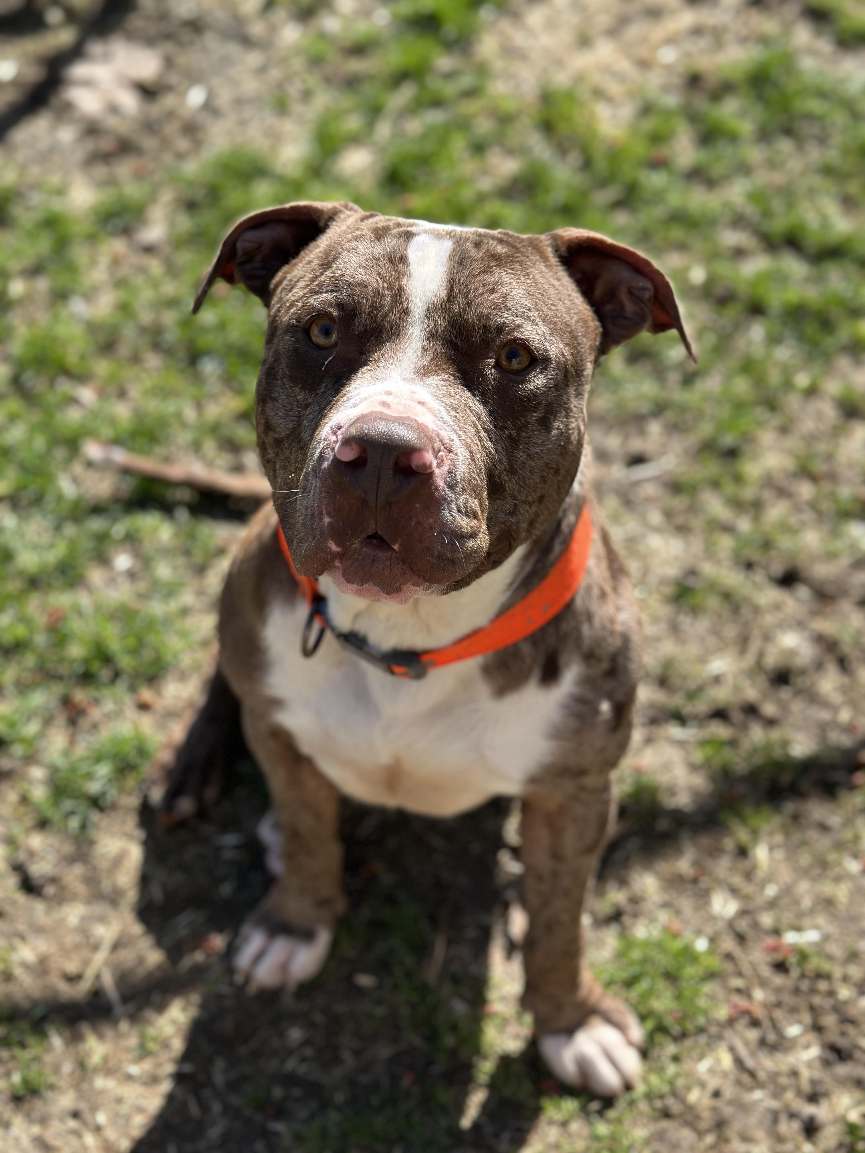 Enlarge Philly , a ADOPTABLE American Staffordshire Terrier in Youngstown, OH image 3/6