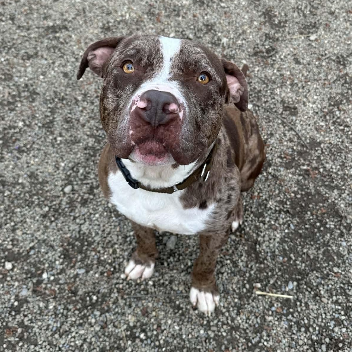 Enlarge Philly , a ADOPTABLE American Staffordshire Terrier in Youngstown, OH image 6/6