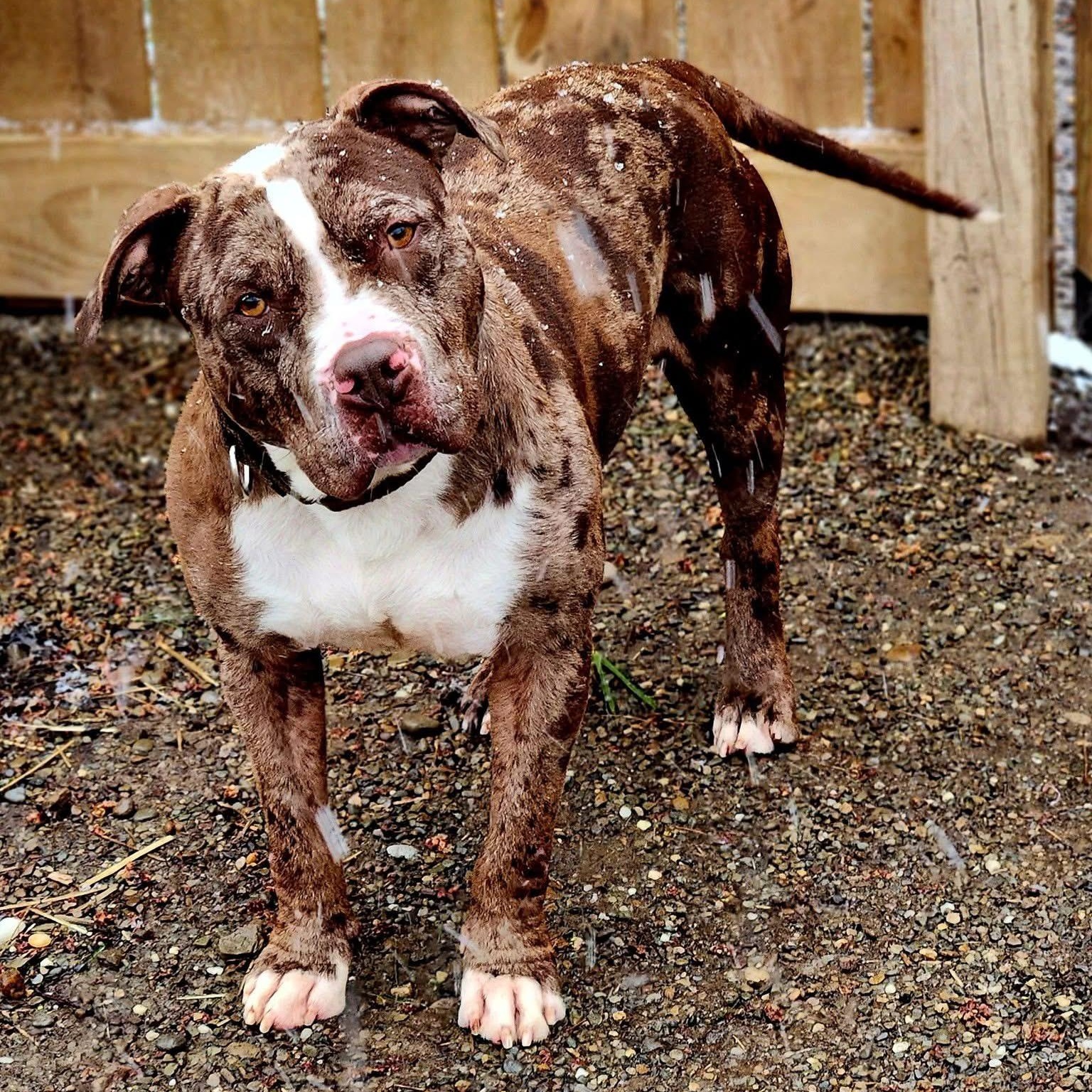 Enlarge Philly , a ADOPTABLE American Staffordshire Terrier in Youngstown, OH image 1/6