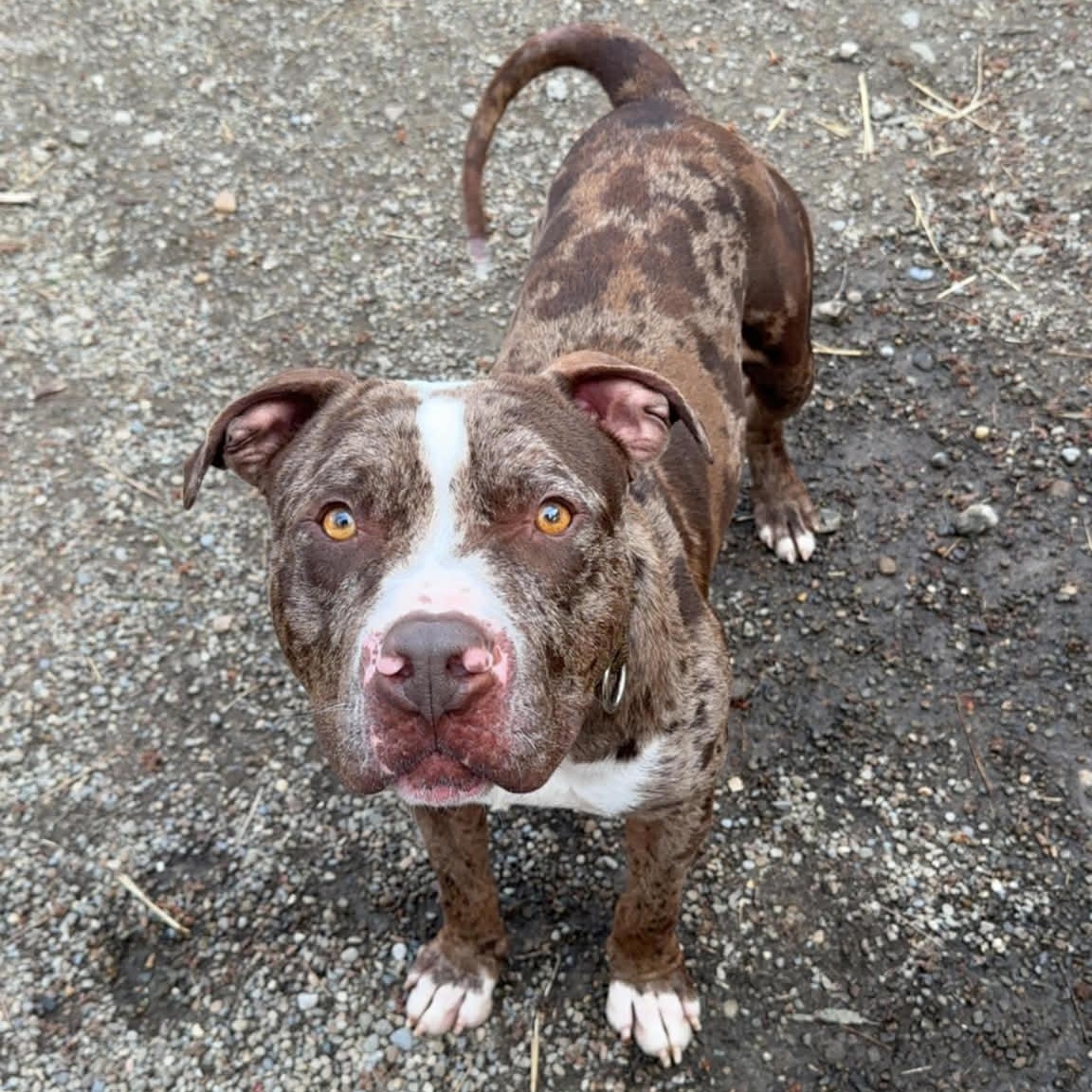 Enlarge Philly , a ADOPTABLE American Staffordshire Terrier in Youngstown, OH image 5/6