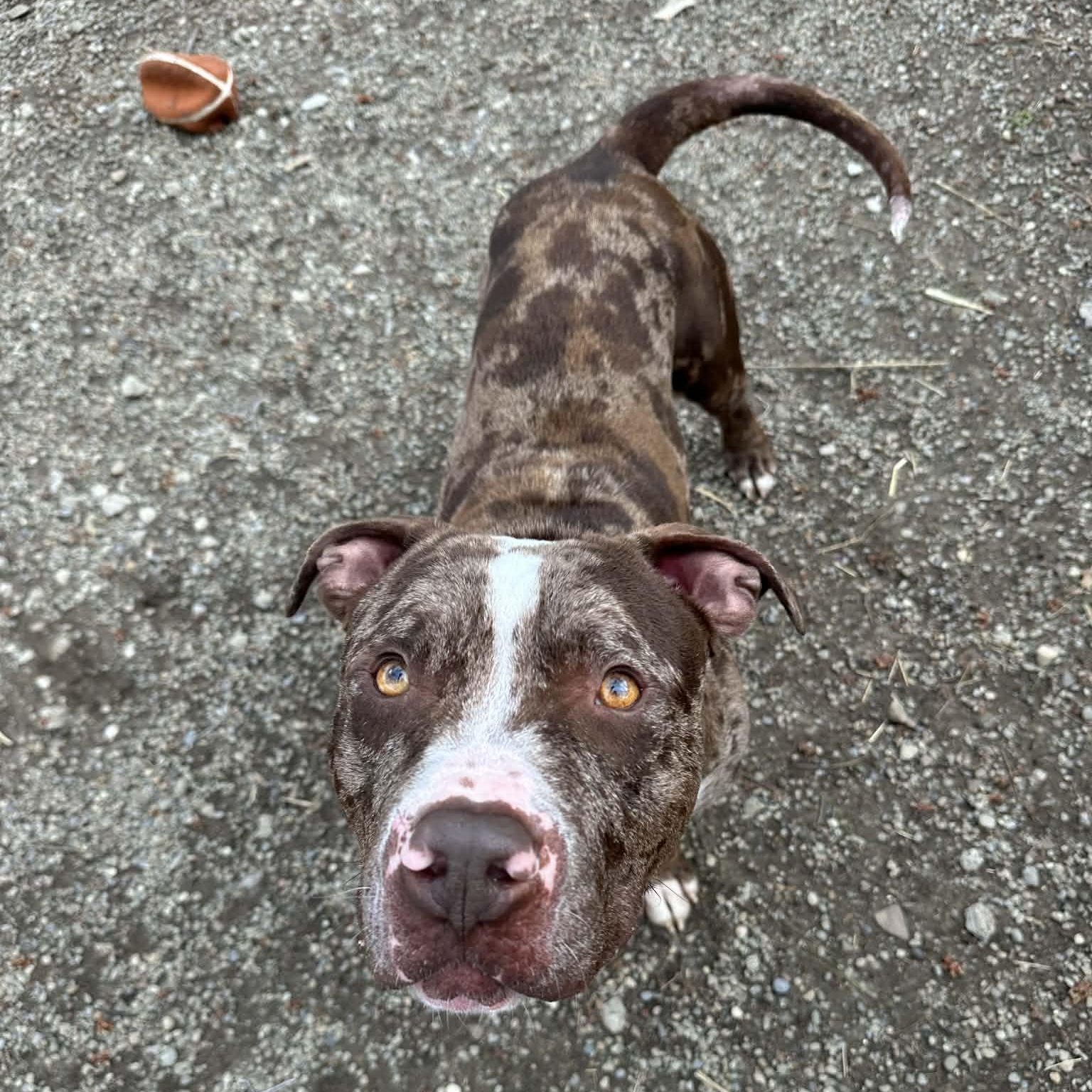 Enlarge Philly , a ADOPTABLE American Staffordshire Terrier in Youngstown, OH image 4/6