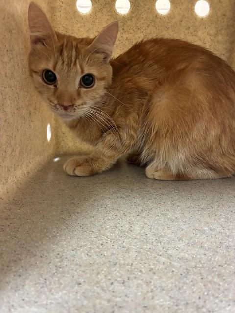 DR MOHAN, Adoptable, Young Female Domestic Short Hair.