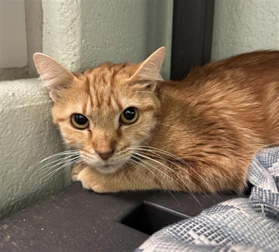 DR MOHAN, Adoptable, Young Female Domestic Short Hair.