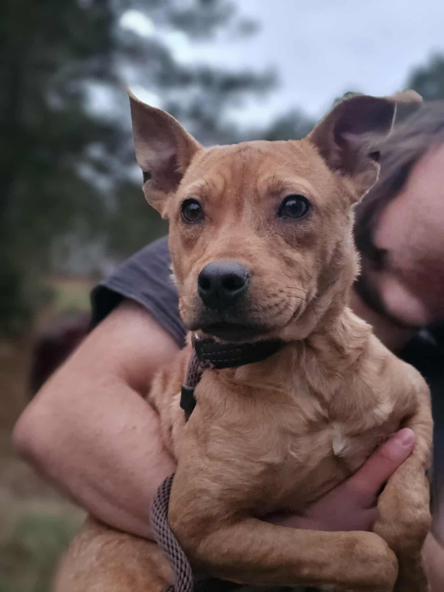 Enlarge Kanga, a Adoptable Terrier in Fort Payne, AL image 1/6