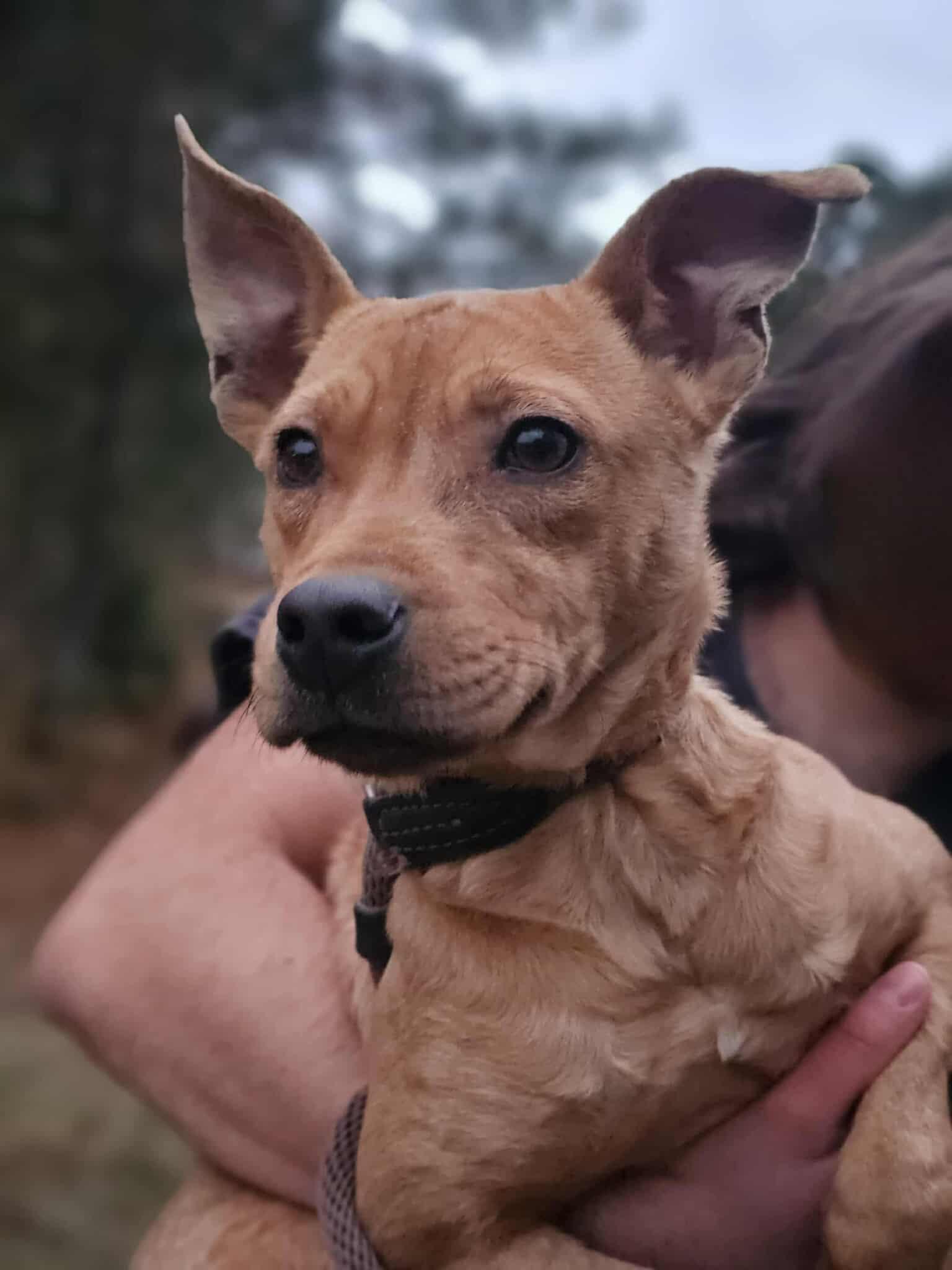 Enlarge Kanga, a Adoptable Terrier in Fort Payne, AL image 2/6