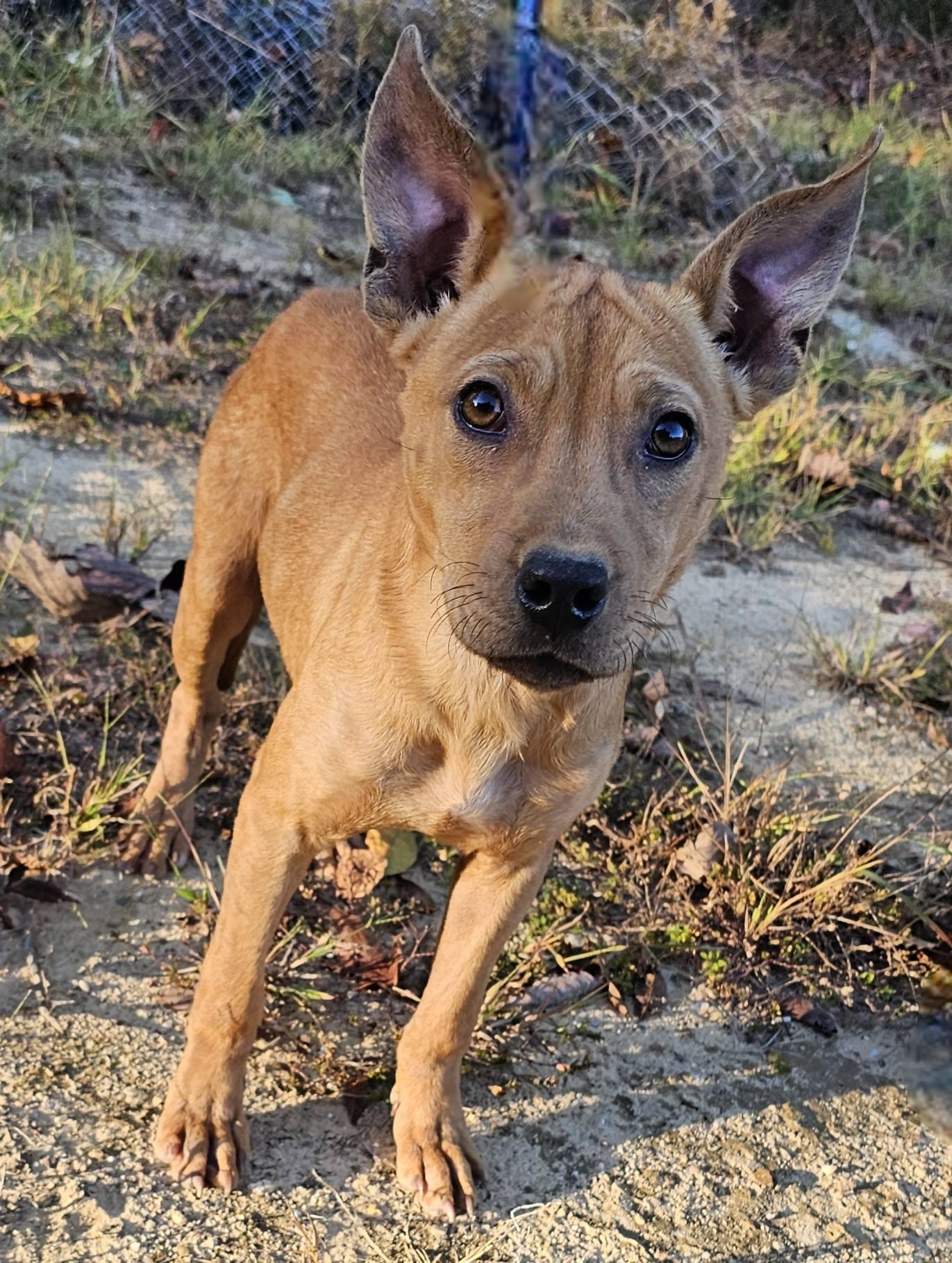 Enlarge Kanga, a Adoptable Terrier in Fort Payne, AL image 3/6