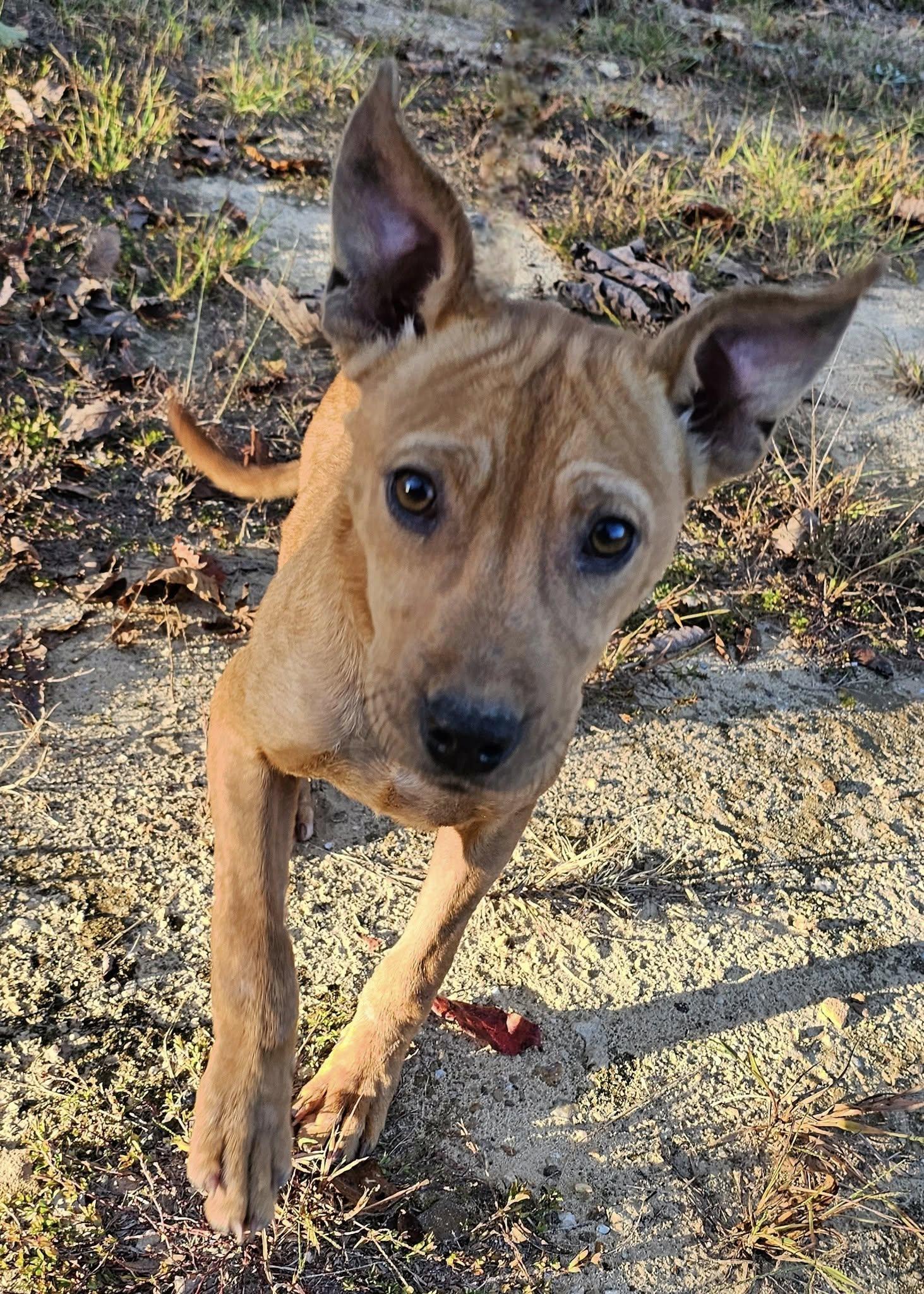 Enlarge Kanga, a Adoptable Terrier in Fort Payne, AL image 4/6