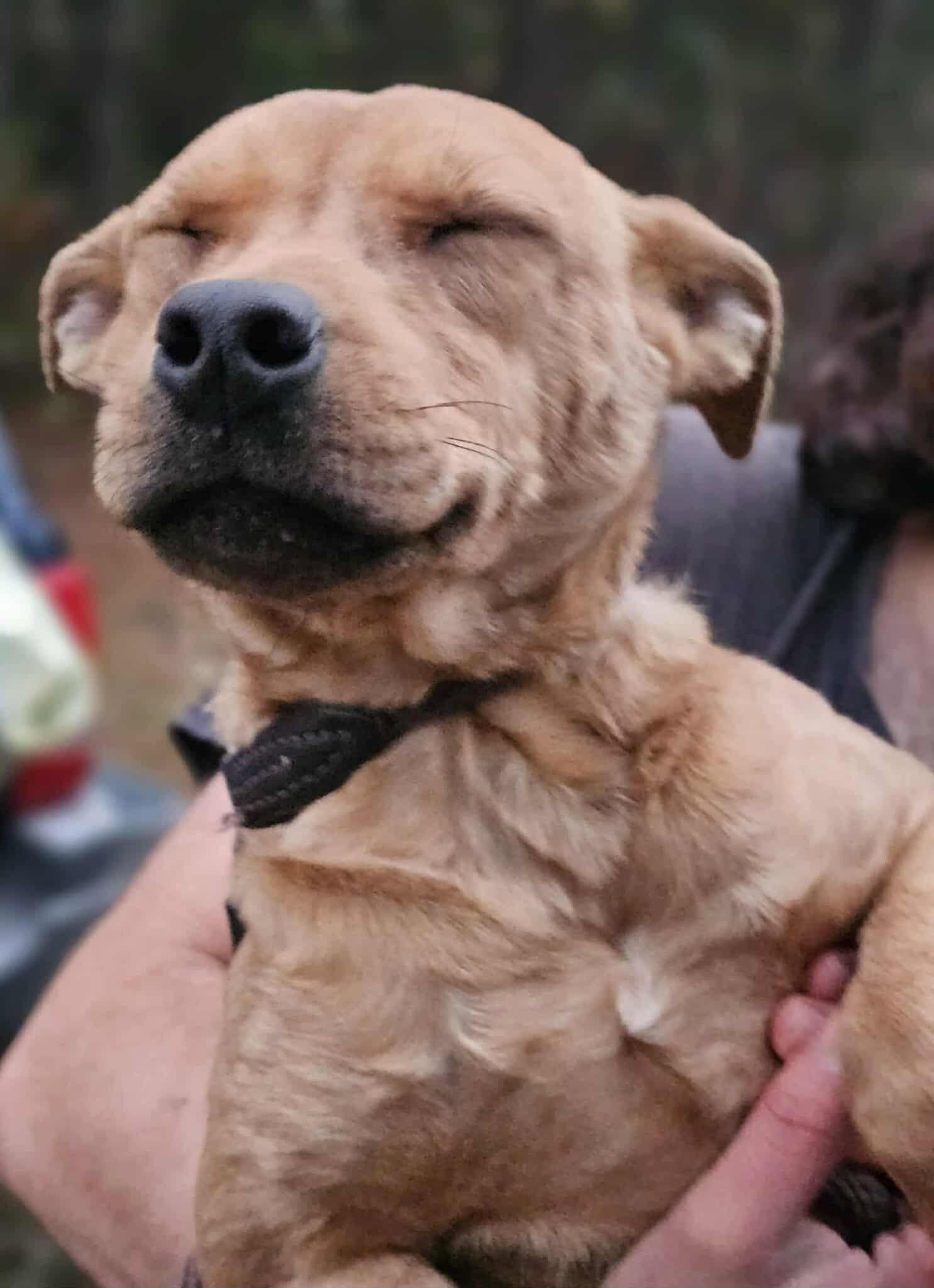 Enlarge Kanga, a Adoptable Terrier in Fort Payne, AL image 5/6