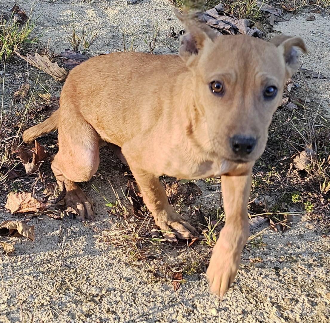 Enlarge Kanga, a Adoptable Terrier in Fort Payne, AL image 6/6
