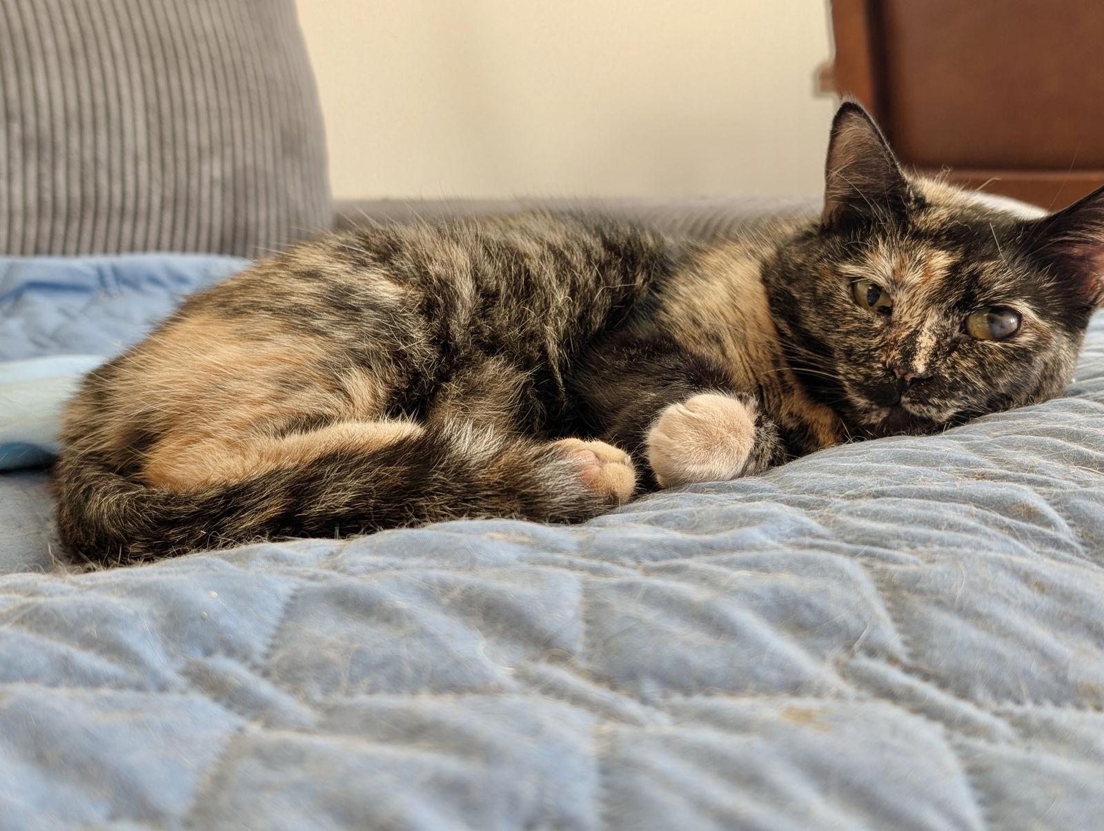 Enlarge Karma, a Adoptable mixed breed in Laguna Niguel, CA image 1/3