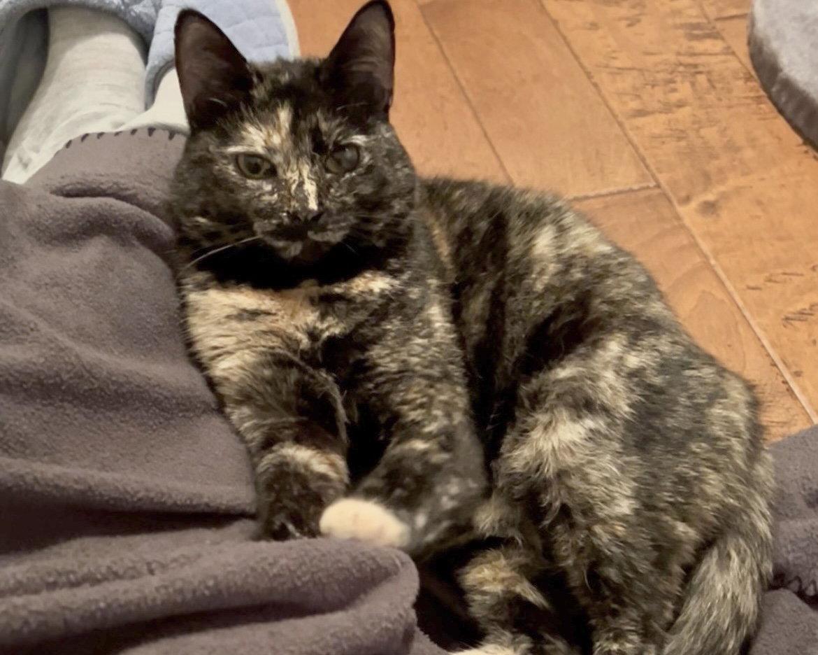 Karma, Adoptable, Adult Female Tortoiseshell & Domestic Short Hair.