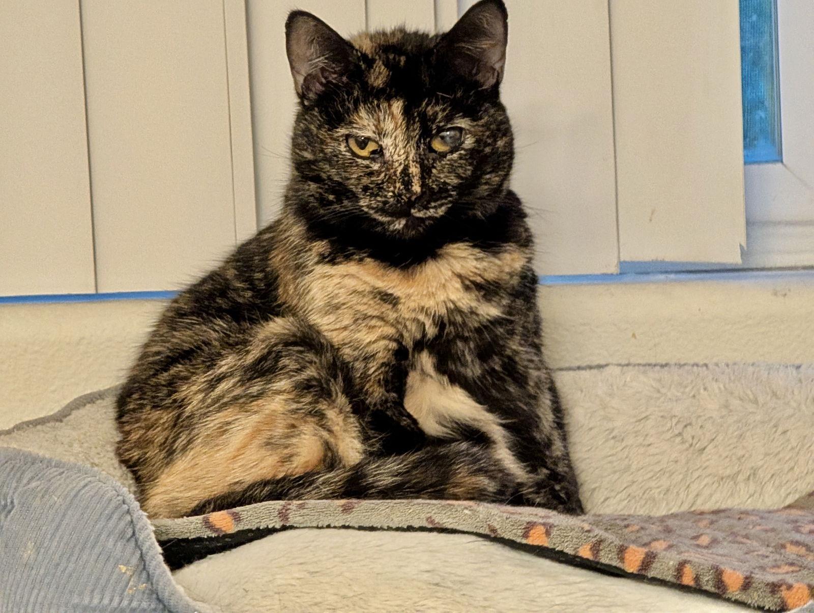 Enlarge Karma, a Adoptable mixed breed in Laguna Niguel, CA image 2/3