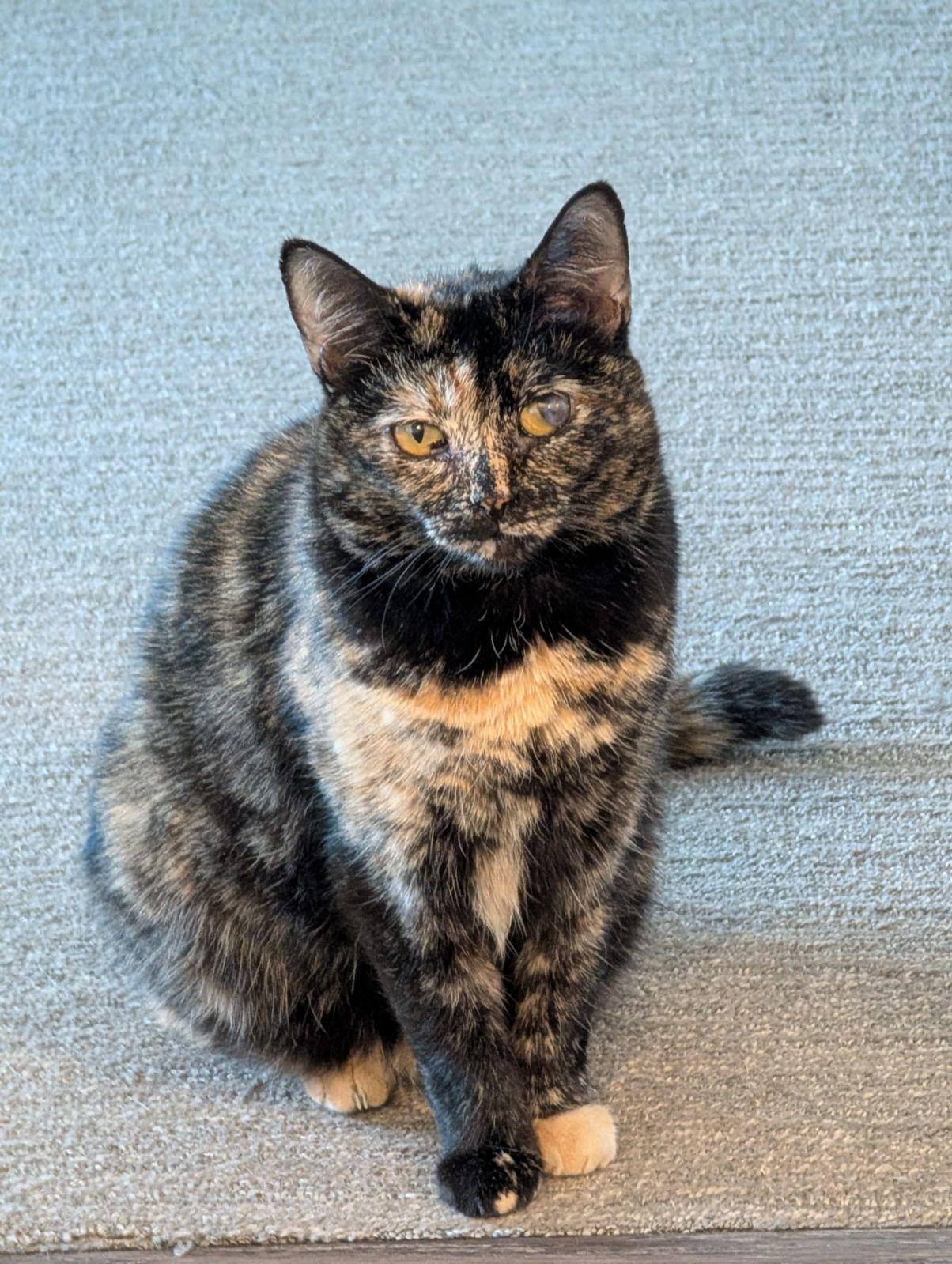 Enlarge Karma, a Adoptable mixed breed in Laguna Niguel, CA image 3/3