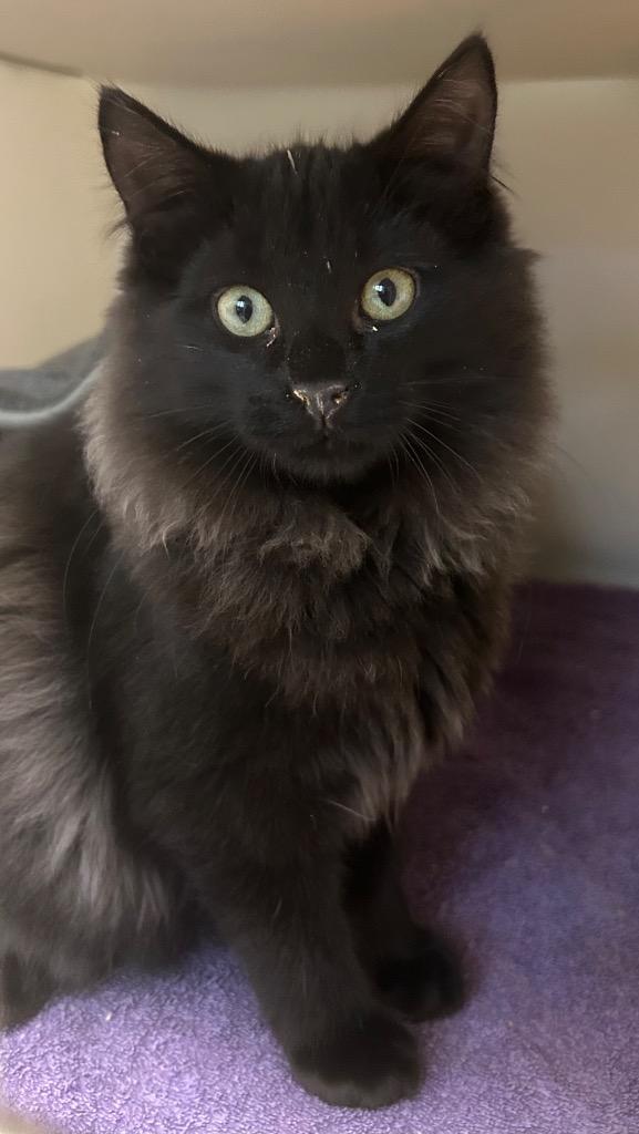 Cider, Adopted, Young Male Domestic Long Hair.