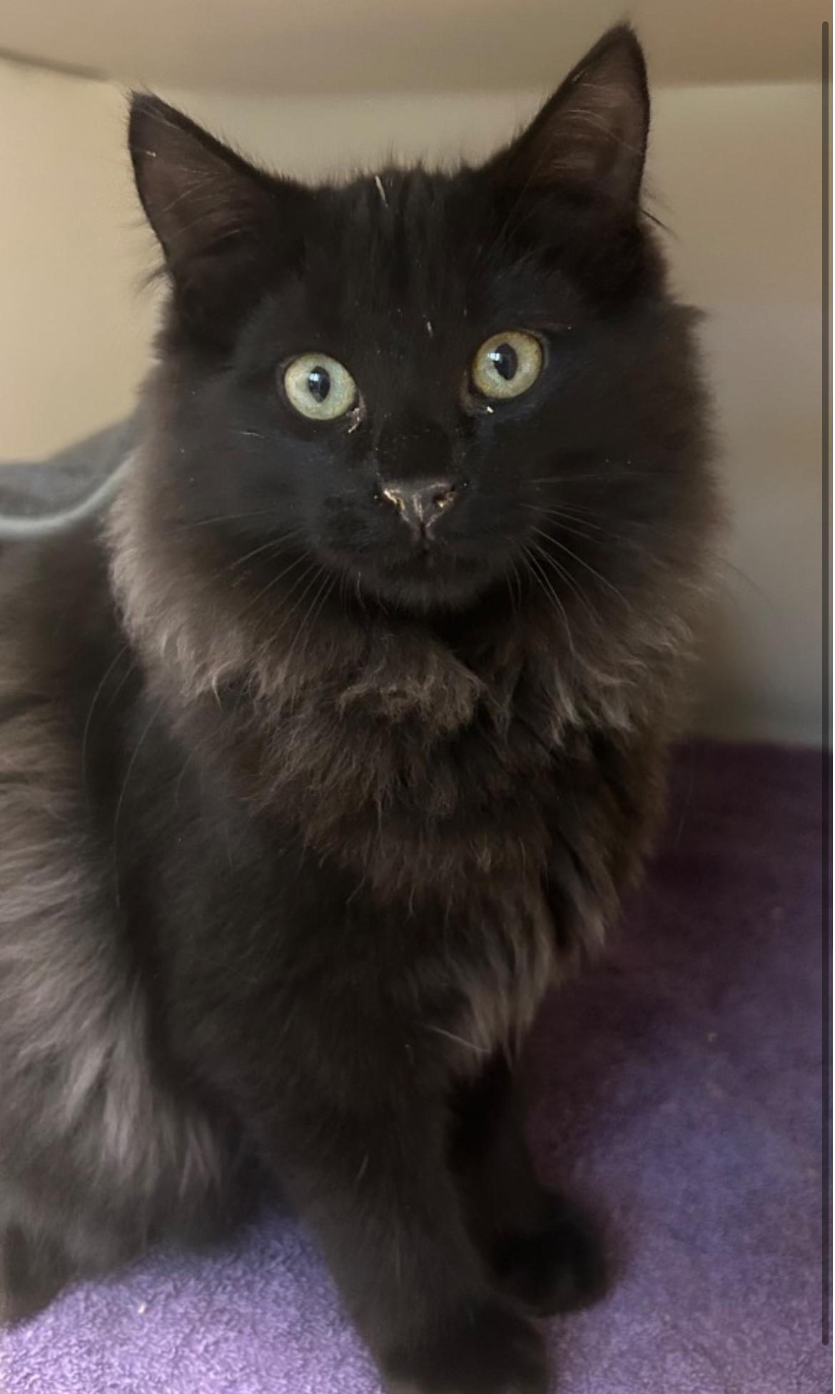 Cider, Adoptable, Kitten Male Domestic Long Hair.