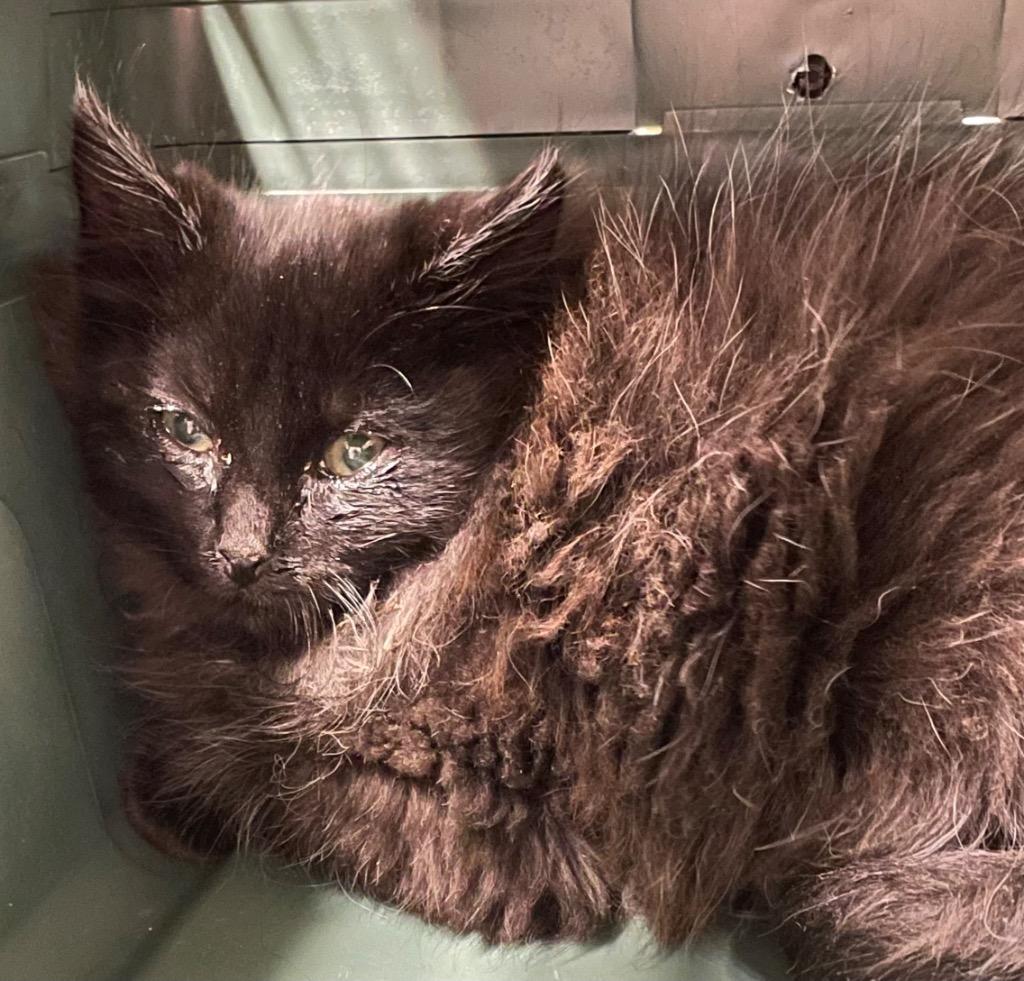 Enlarge Cider, a Adoptable mixed breed in Spooner, WI image 1/1