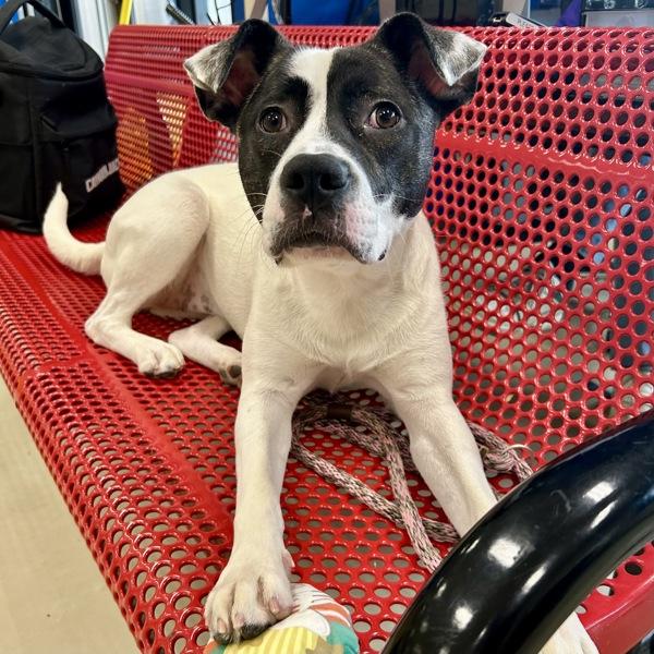 Enlarge Akira, a Adoptable mixed breed in Des Moines, IA image 1/4