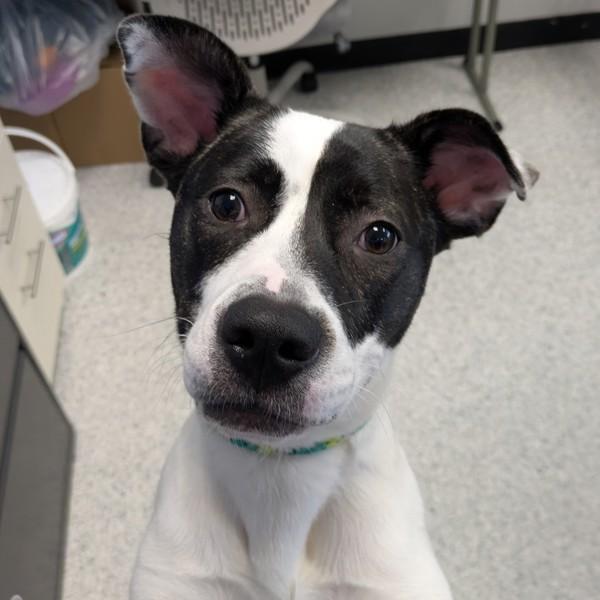 Enlarge Akira, a Adoptable mixed breed in Des Moines, IA image 2/4