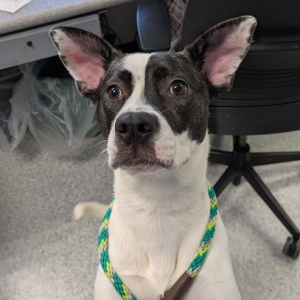 Enlarge Akira, a Adoptable mixed breed in Des Moines, IA image 3/4